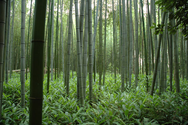 �J�E���Z�����O